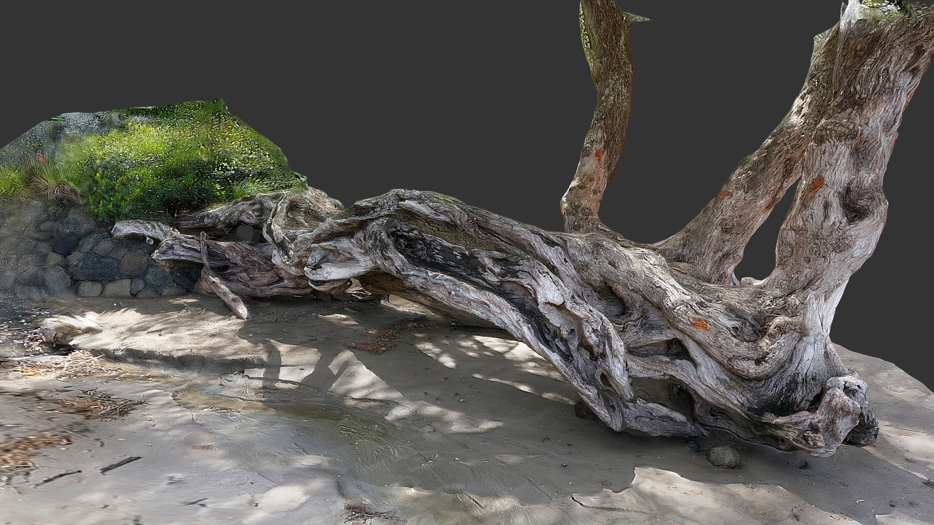 Pohutukawa tree