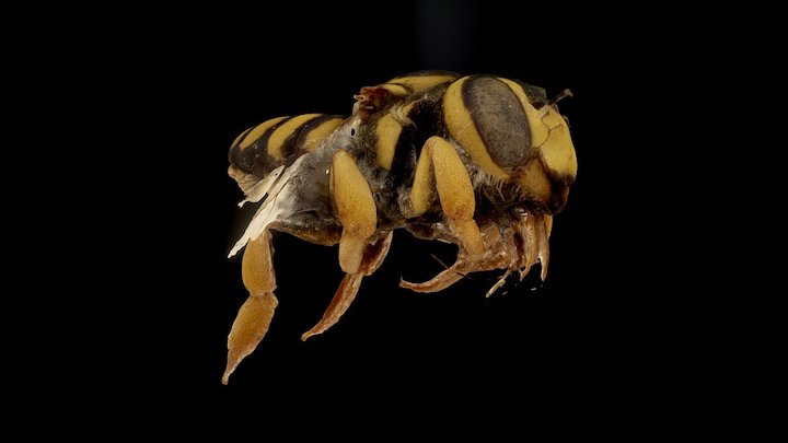 Anthidium forcipatum ♀ (Mesh) [1.5cm] – Free 3D Model STL