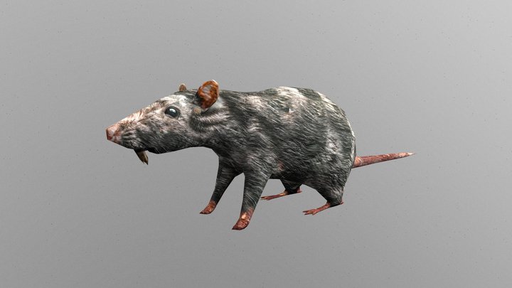 Low Poly Rat 3D Model
