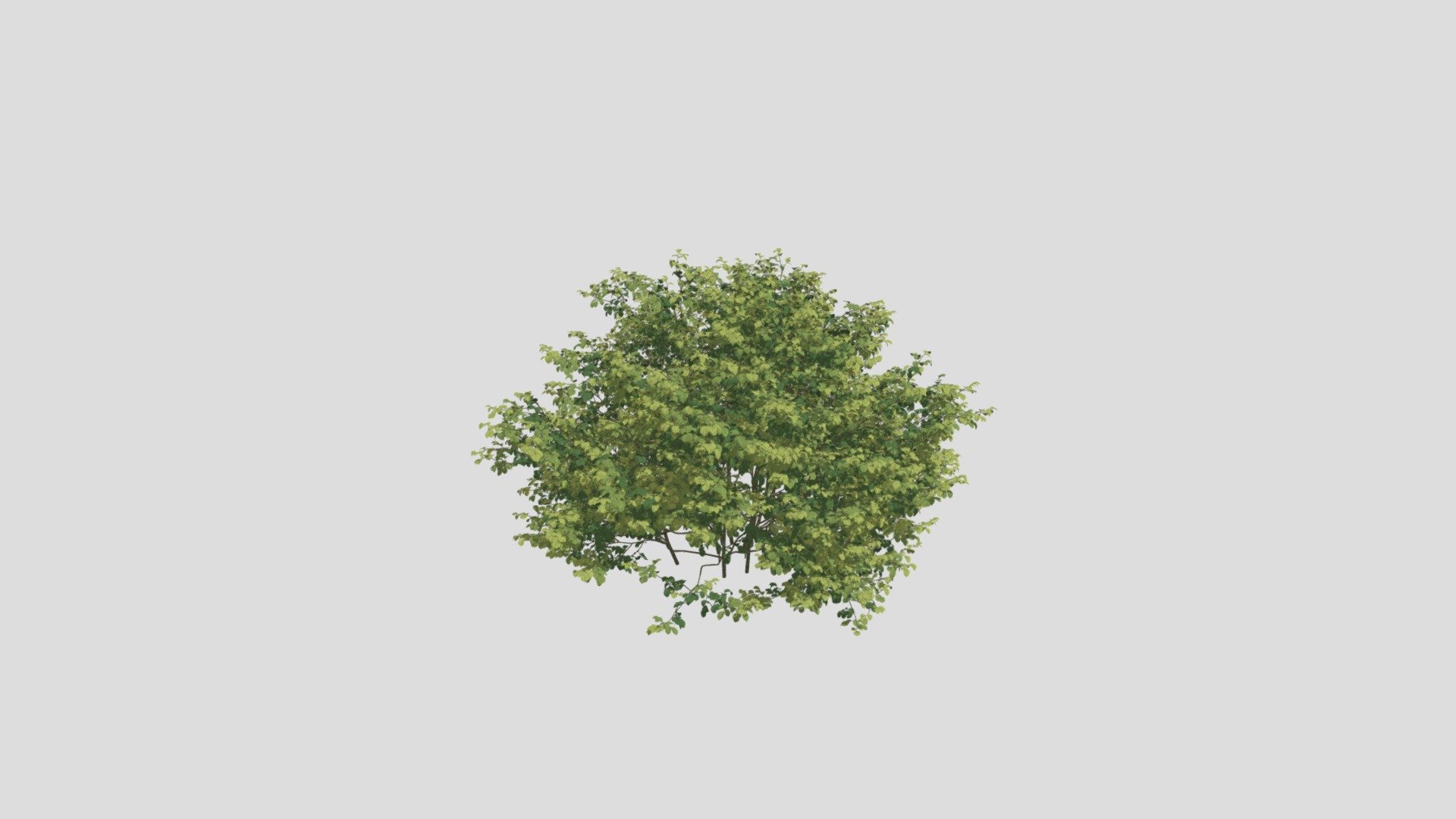 Plant 7 AM204 Archmodel - Buy Royalty Free 3D model by Evermotion ...