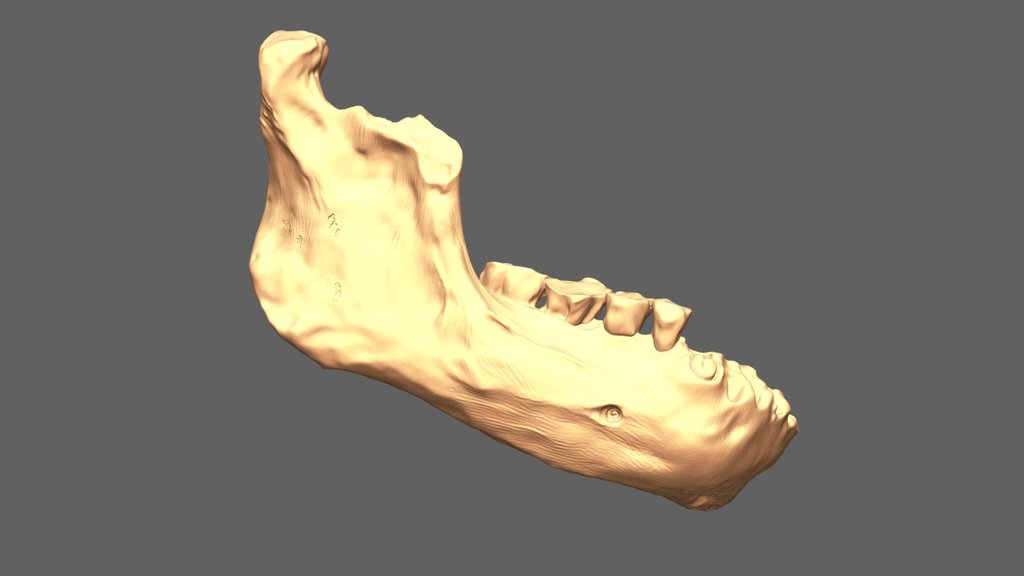 Penghu 1 Denisovan/Longi Mandible Original