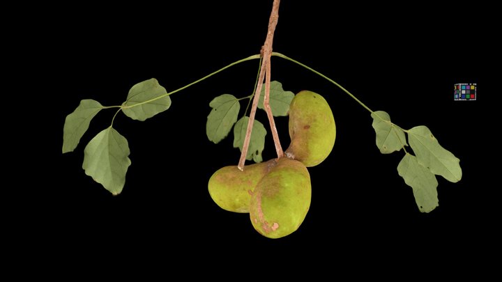 CC0 アケビ Chocolate Vine, Akebia quinata – Free 3D Model STL