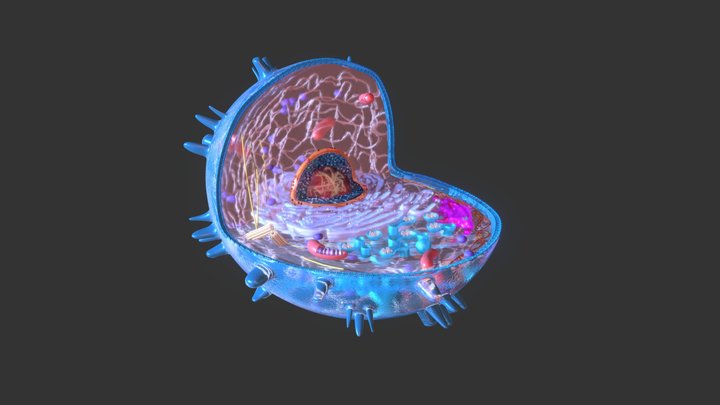 Inner Cell 3D Model