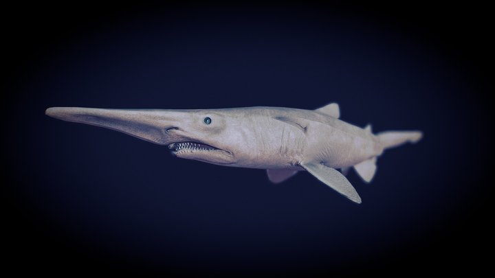 Goblin Shark -_- The Reef 3D Model