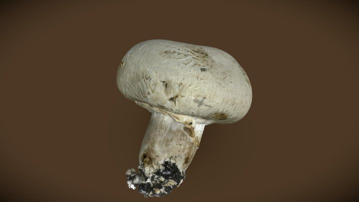 Champignon mushroom - Agaricus bisporus 3D Model