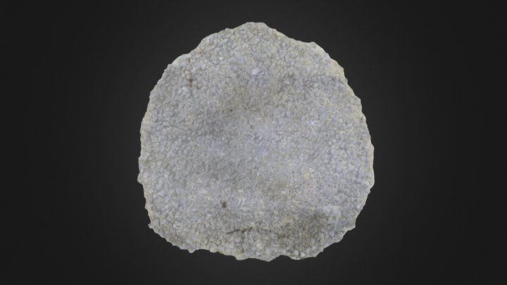 Sponge: Astraeospongium meniscus (PRI 76744) – Modelo 3D gratuito STL
