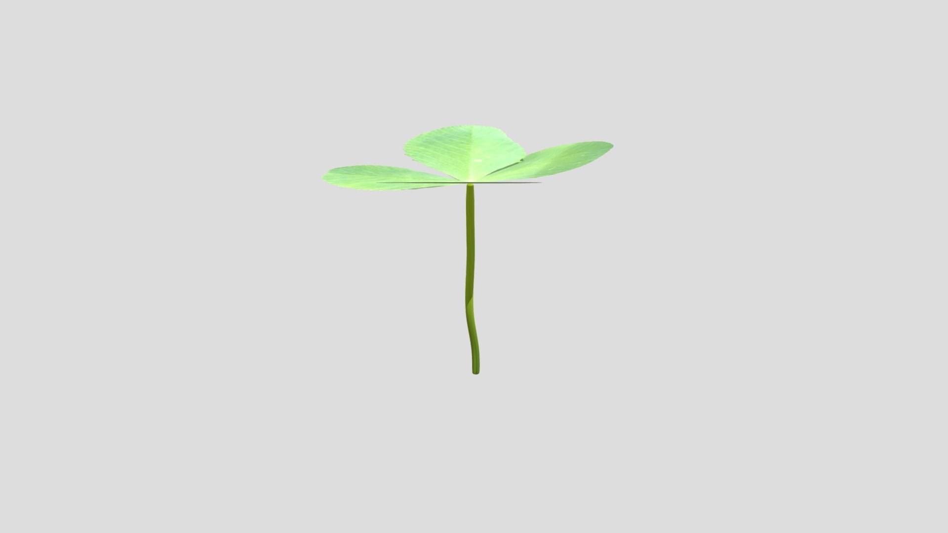네잎클로버