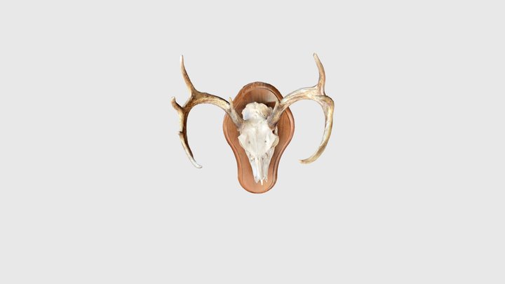 Deer skull Idyllwild thxgvng2023 3D Model