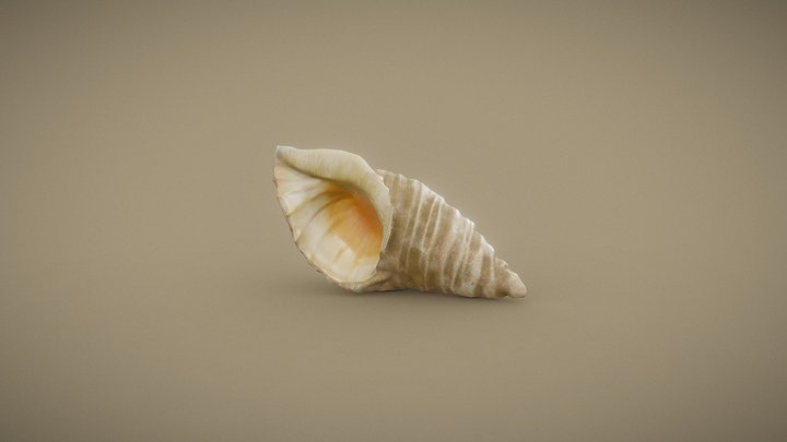 Clam shell 3D Model