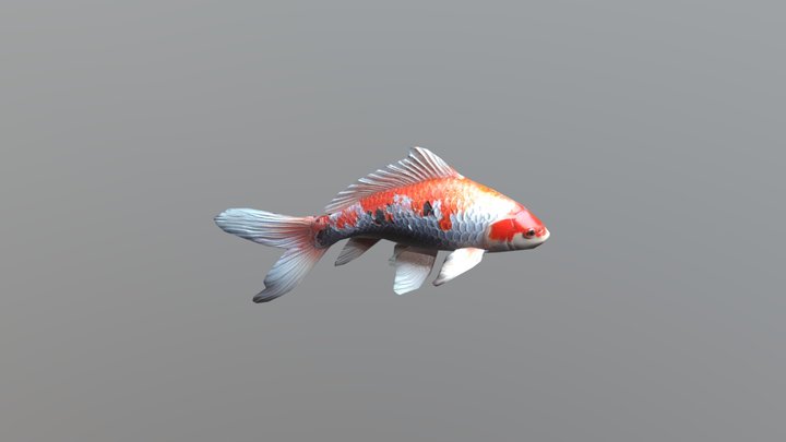 koi_fish 3D Model