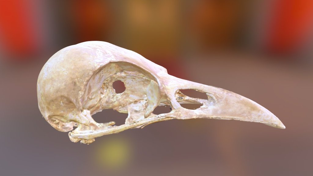 American Crow Skull (VCU_3D_913) Download Free 3D model