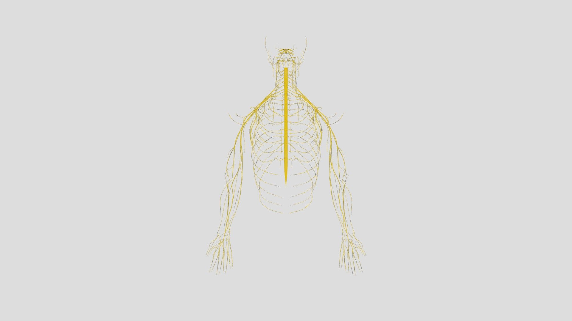 Nerves - Download Free 3D model by Peter_G (@metal_soup) [bc355fc ...