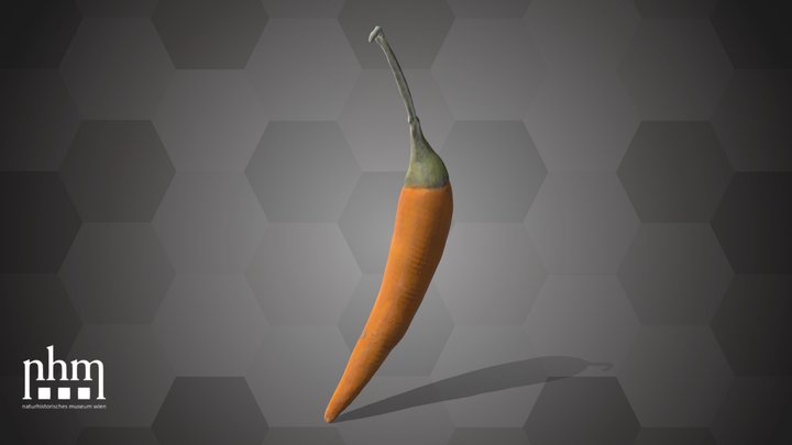 Chili Pepper (NHMW-AFW-DING-0046-074) – Modello 3D gratuito STL