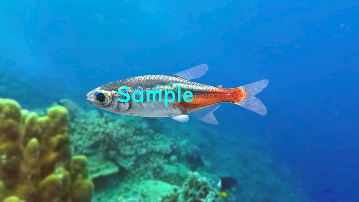 Freshwater fish  Sample(for test) 3D Model