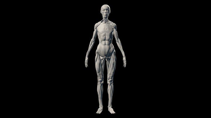 Female Ecorche 3D Model