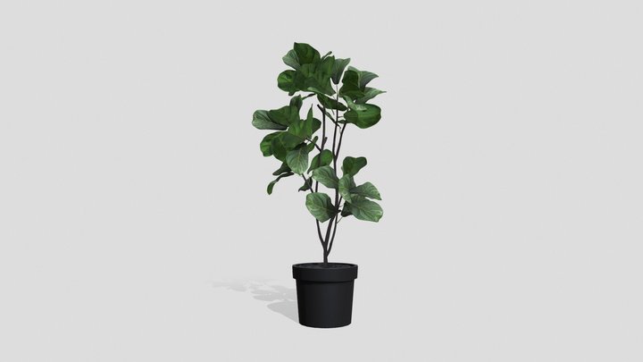 Ficus lyrata Type3 3D Model