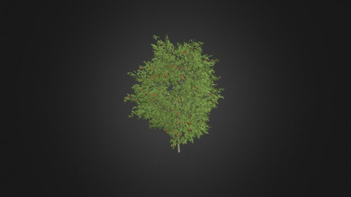 European Rowan (Sorbus aucuparia) 7.1m 3D Model
