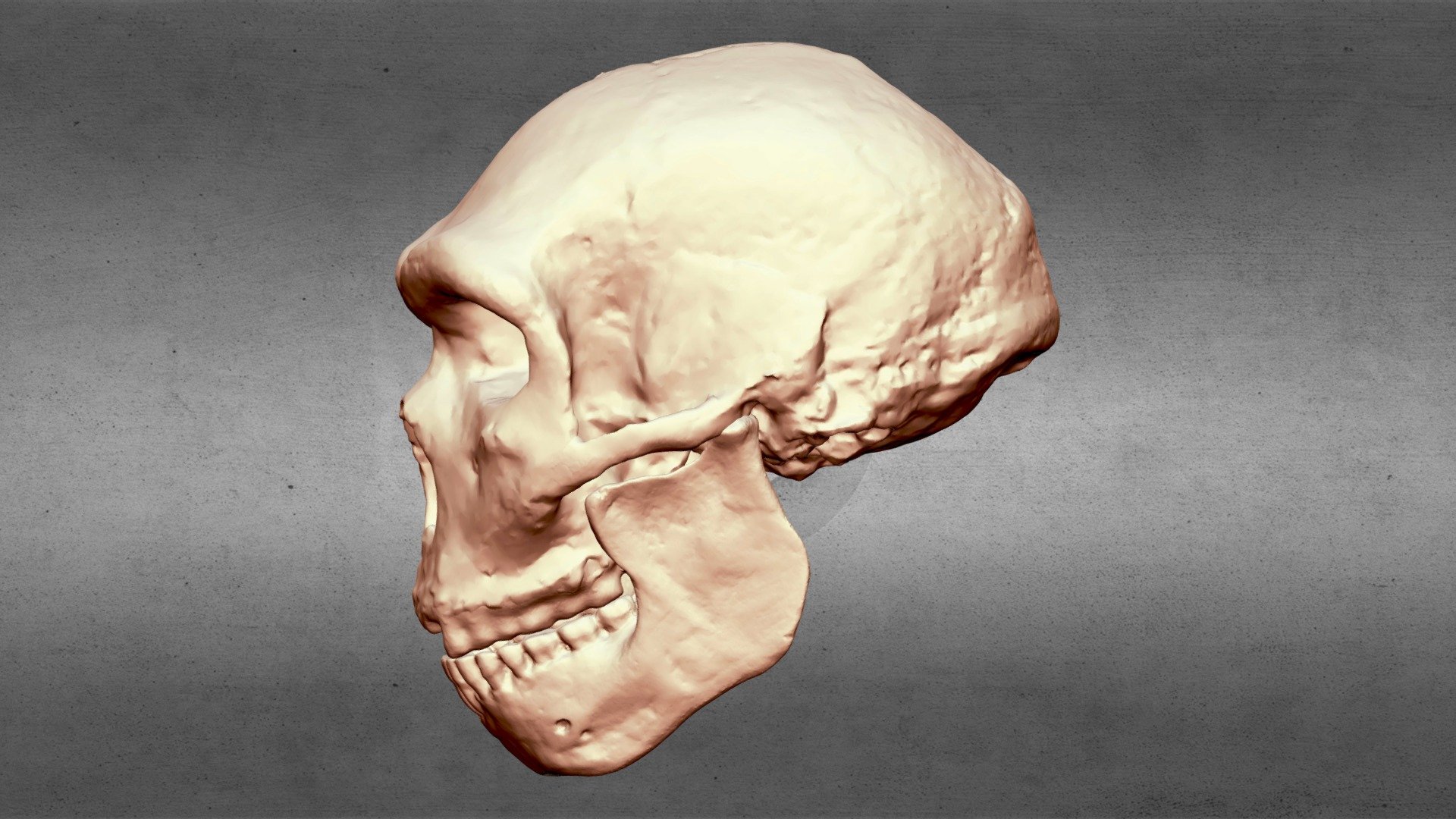 Petralona Skull Reconstruction Updated — Sketchfab embed 3D viewer