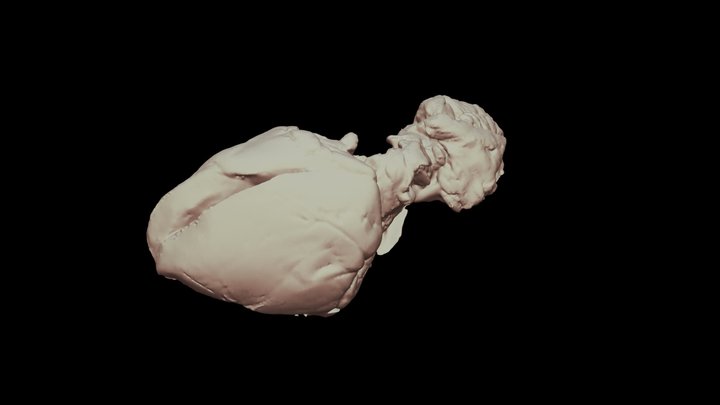 Lamb Heart 3D Model