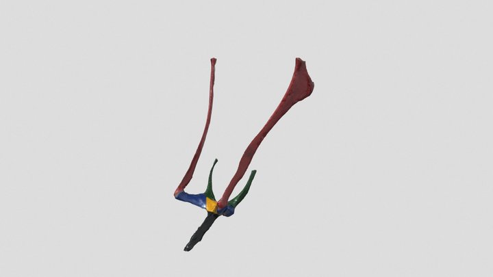 Appareil Hyoide De Cheval 3D Model