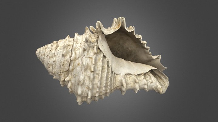 Seashell Fossil 3D Model