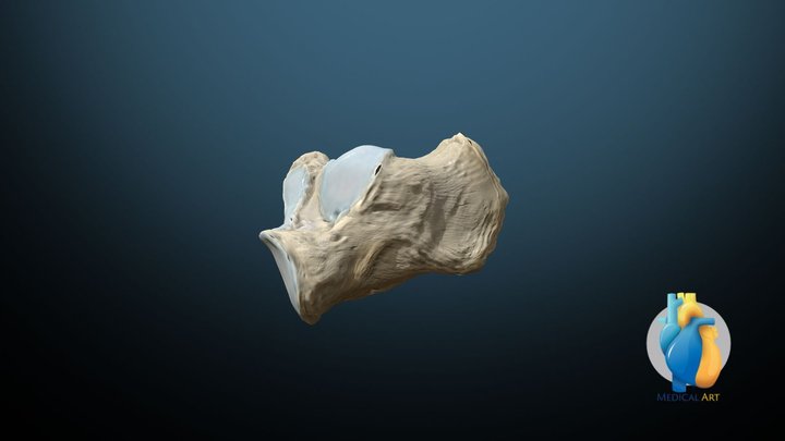 Calcaneus 3D Model