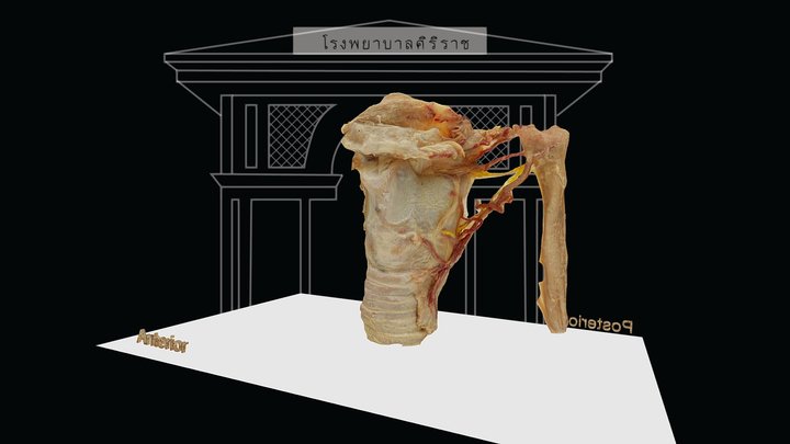 3D Scanned human larynx 3D Model