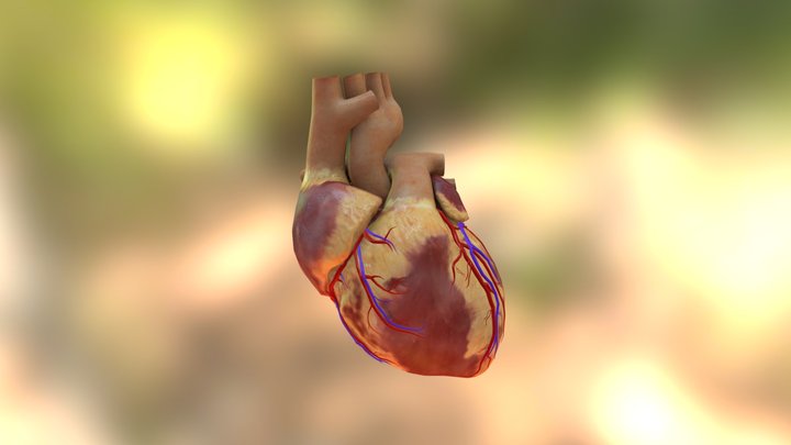 human heart 3D Model