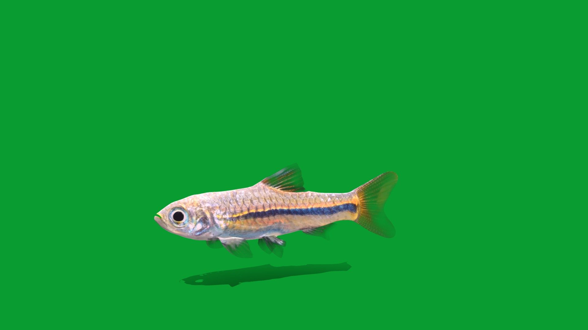 Blue Line Rasbora Fish - 3D model by Nyilonelycompany [bc51d86] - Sketchfab