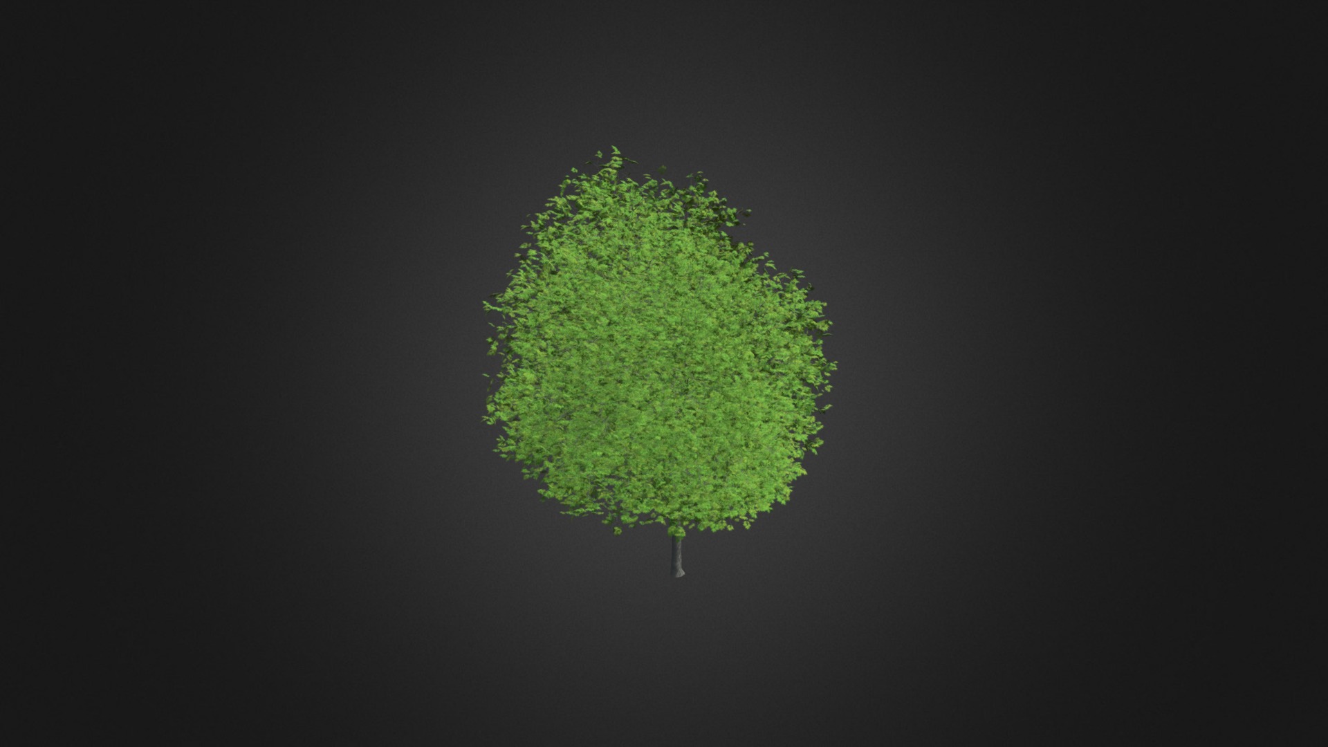 3D model Sycamore Maple (Acer pseudoplatanus) 10.2m - This is a 3D model of the Sycamore Maple (Acer pseudoplatanus) 10.2m. The 3D model is about a green tree on a black background.