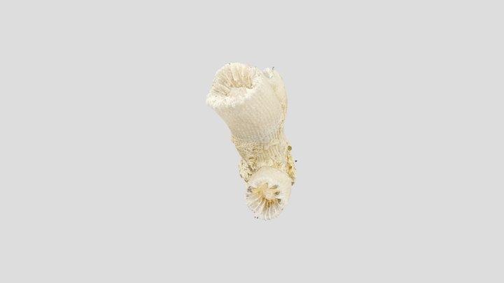 leptopsammia (ca1) 3D Model