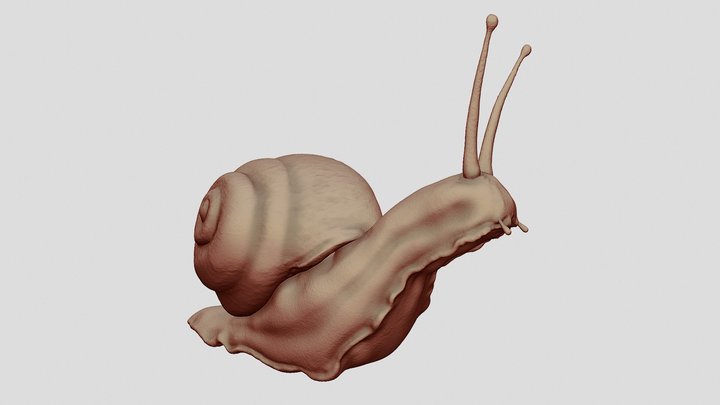 Snail Sculpt 3D Model