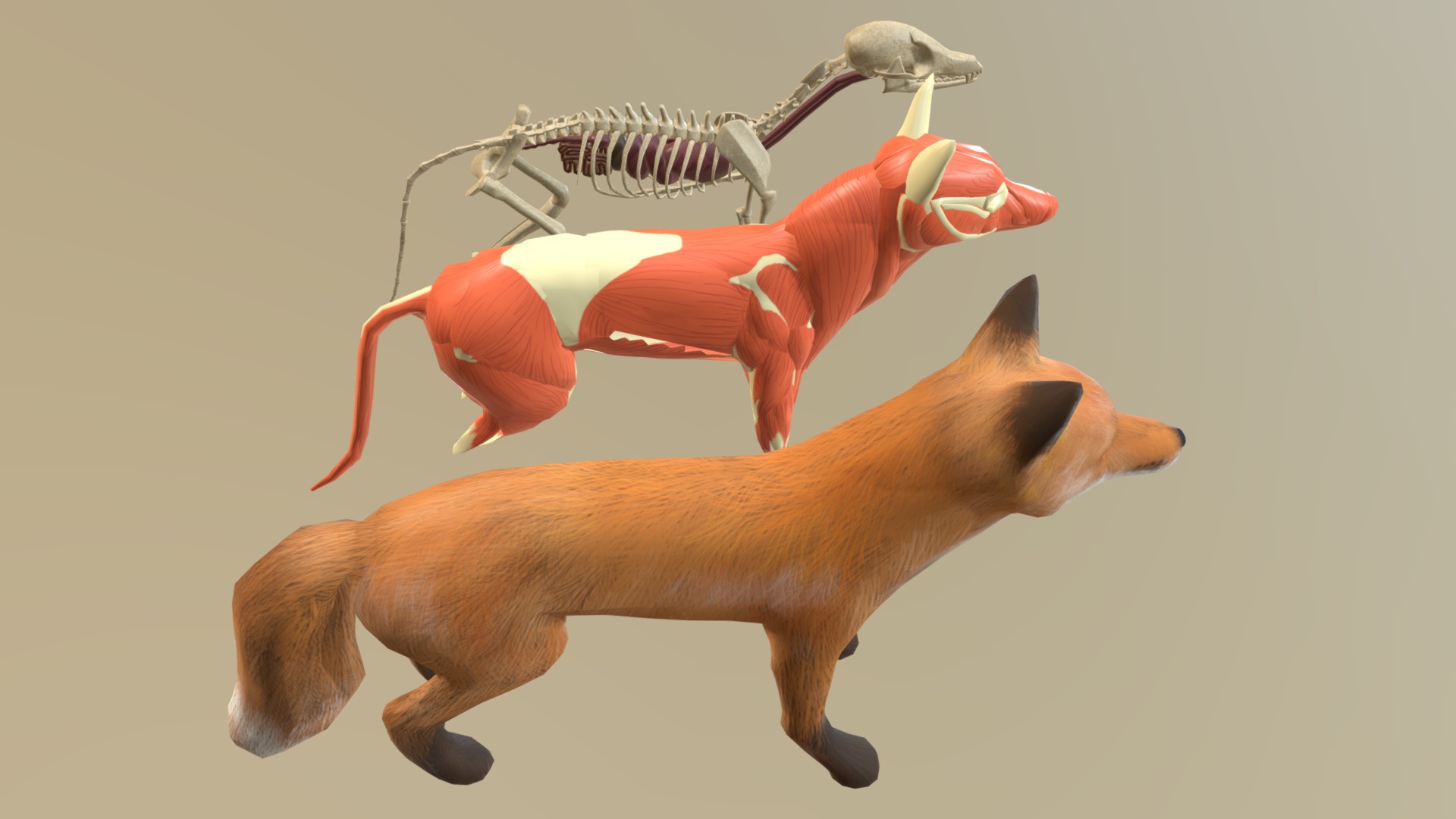 Fox Anatomy - Download Free 3D model by npbehunin.