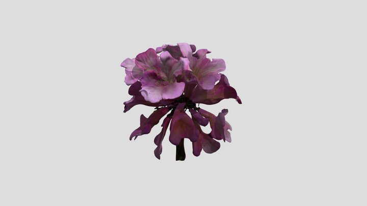 Blooming pinky 3D Model