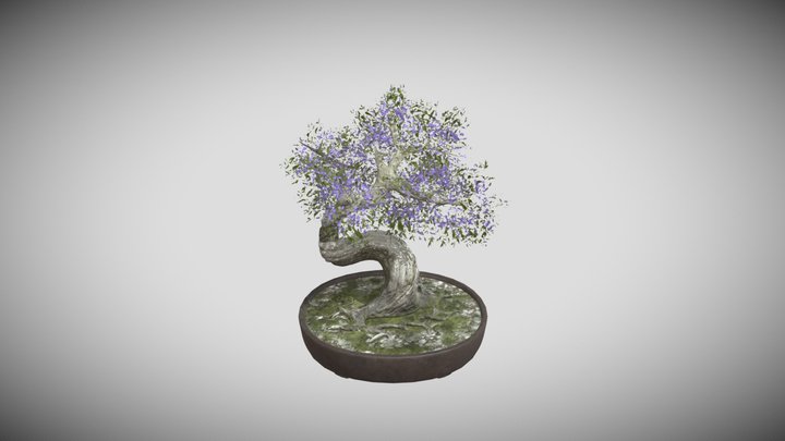 Bonsai 3D Model