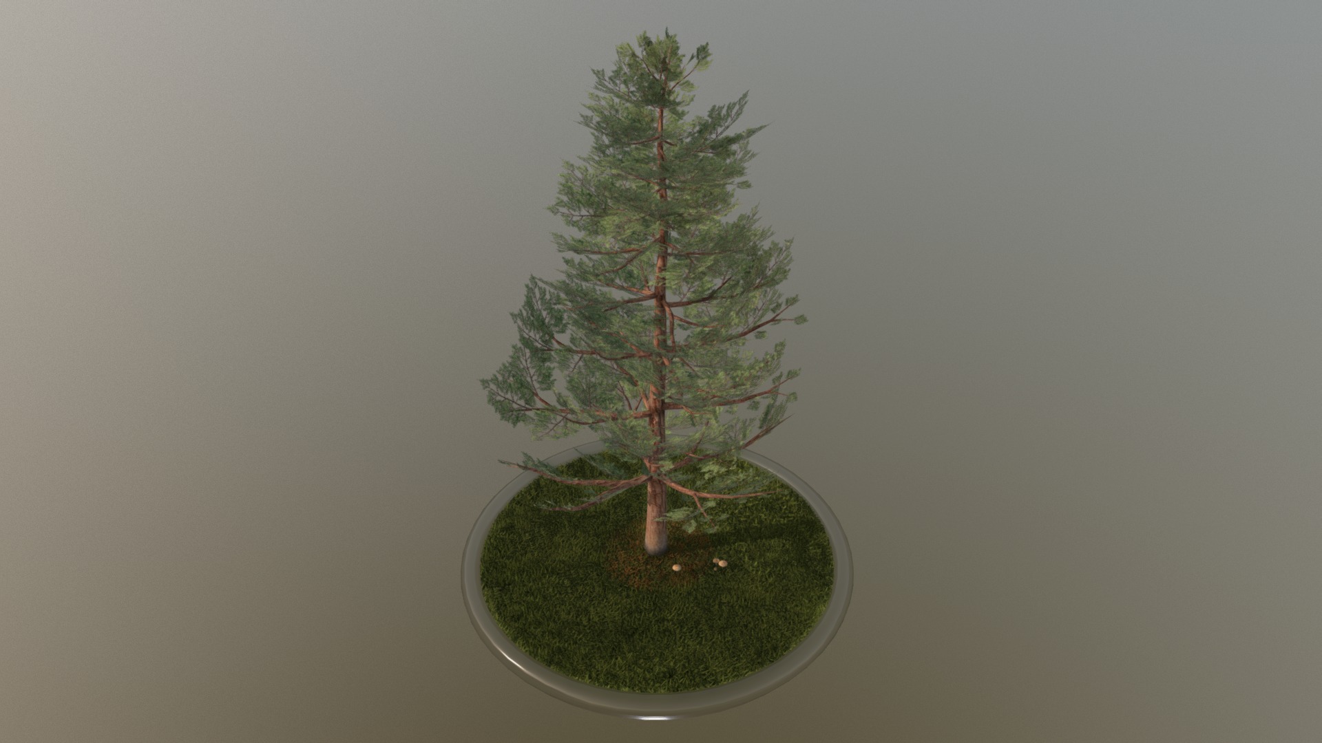 3D model Pine Tree – 12 Meter - This is a 3D model of the Pine Tree - 12 Meter. The 3D model is about a tree in a pot.