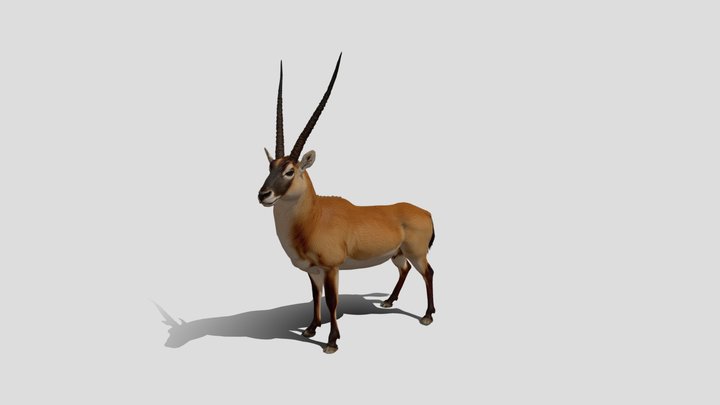 Low poly kudu animal 3d model free
