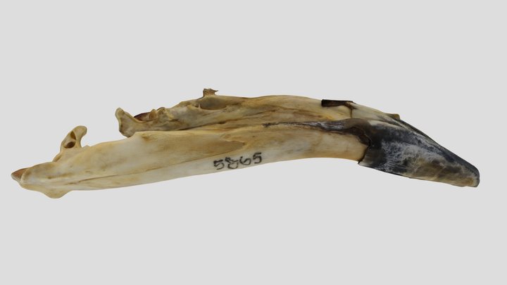 UWYMV:Bird5865,P.haliaetus carolinensis,Mandible – Gratis 3D-model STL