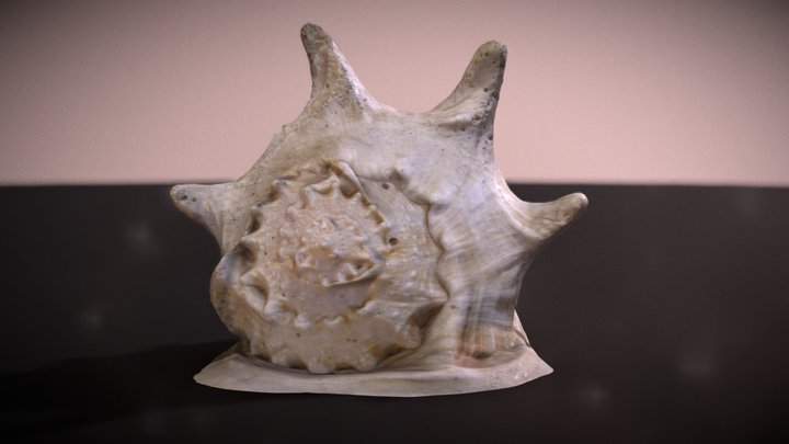 snail shell 3D Model