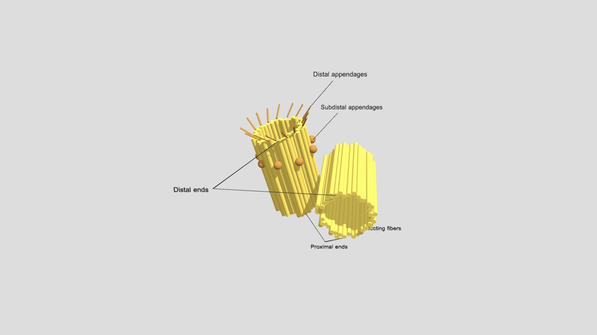 Structure-of-centrosome - 3D model by Dien [bc68bd6] - Sketchfab