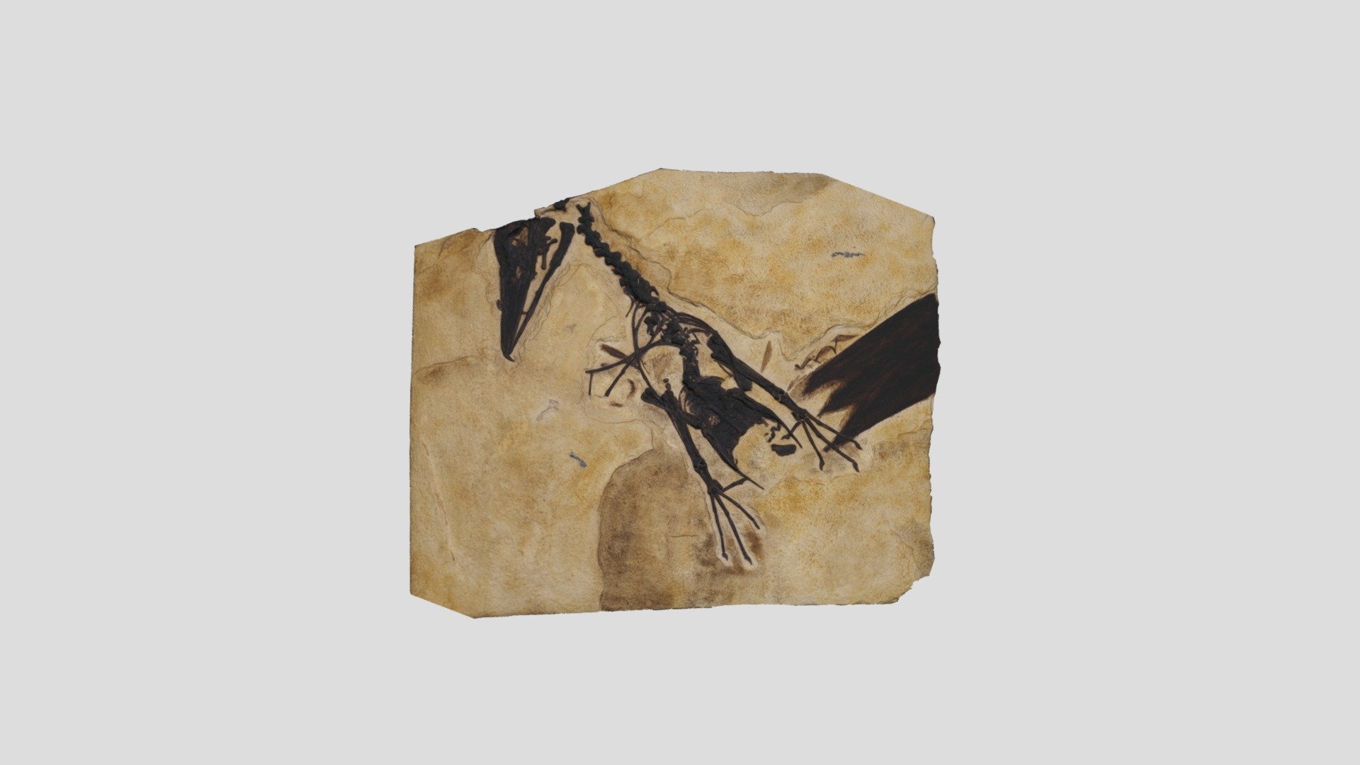 WSGS Fossil