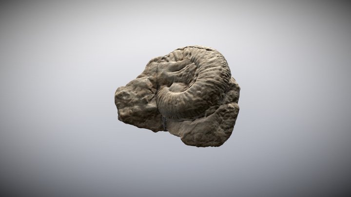 Ammonite Fossil 3D Model