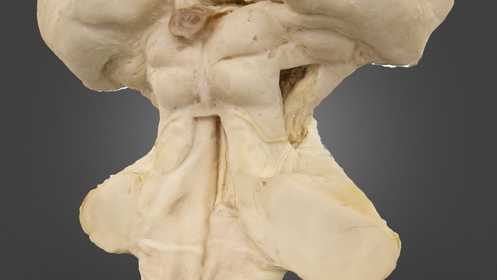 6 3D Model
