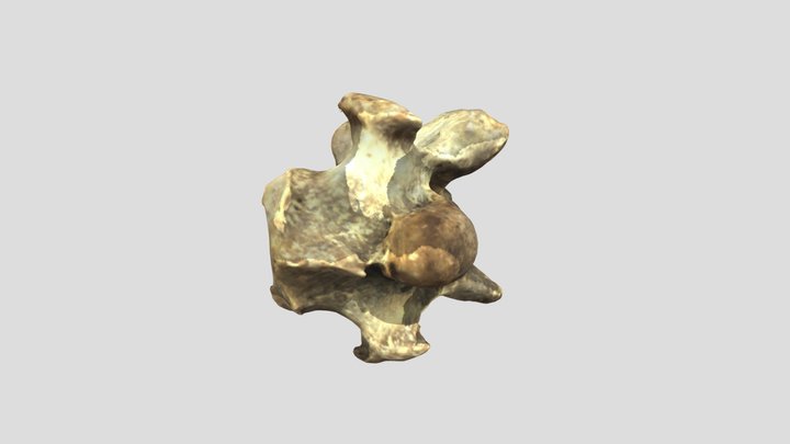 Equus caballus - cervical vertebra VI reference 3D Model