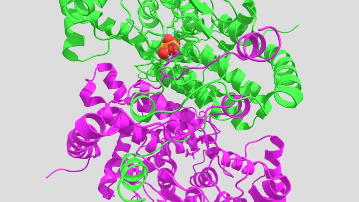 Citrate synthase and oxoloacetate 3D Model