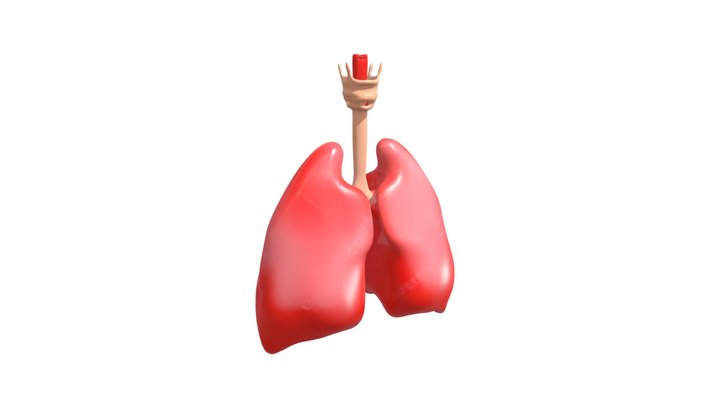 Human lungs and trachea 3D Model