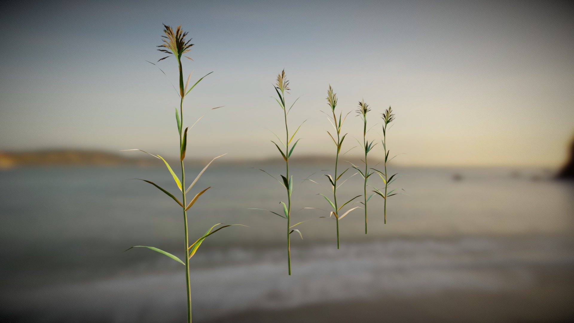 Reed Plants Pack