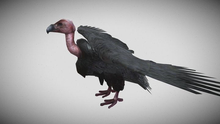 Vulture 3d Models Sketchfab 9955