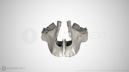maxilla maxilla