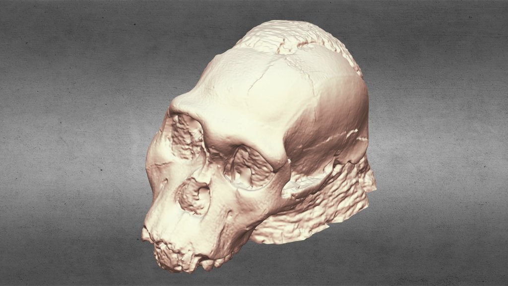 Malapa Hominin 1 (MH1) Karabo